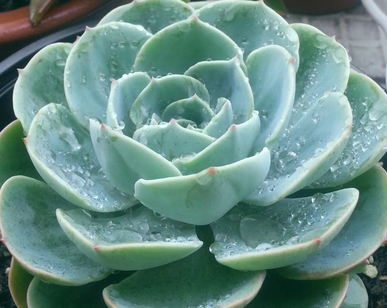 石蓮花食用方法 石蓮花食用方法