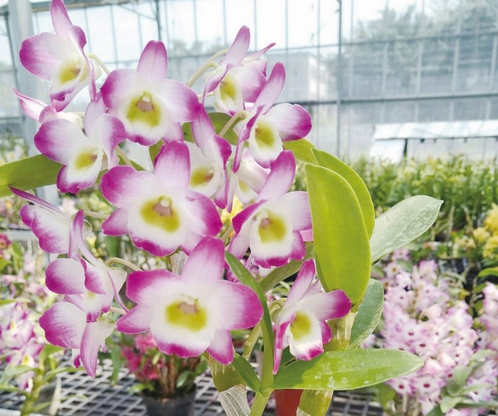 石斛蘭側芽處理 石斛蘭側芽處理