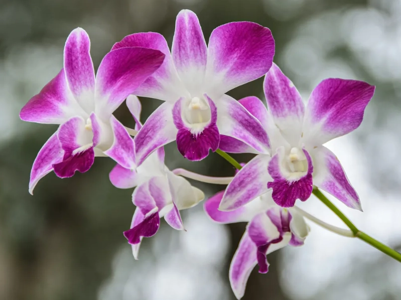 石斛蘭側芽處理 石斛蘭側芽處理