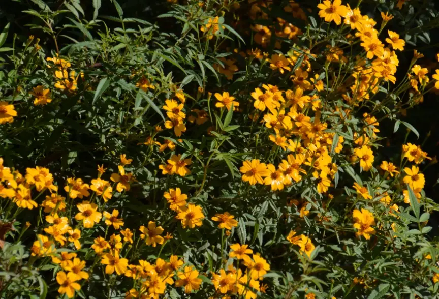 芳香萬壽菊救治方法