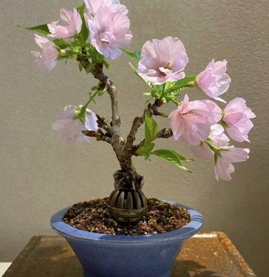 櫻花播種方法 櫻花播種方法