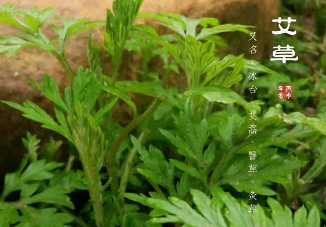 艾草止癢