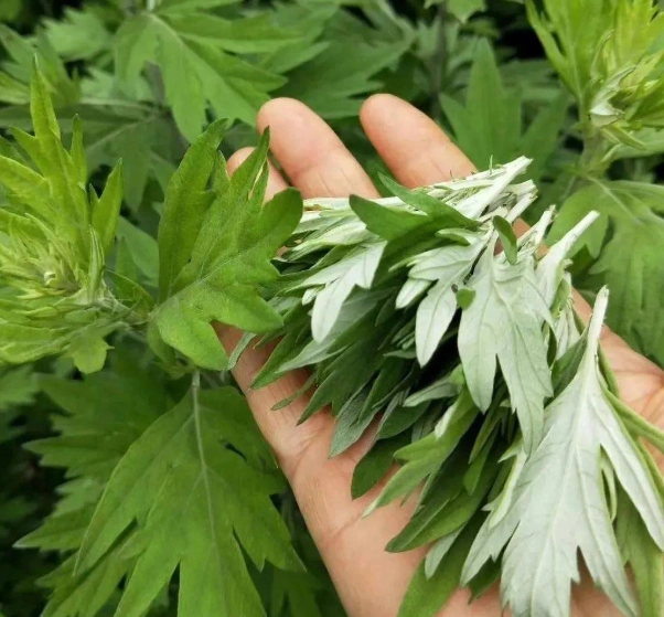 艾草保養品推薦