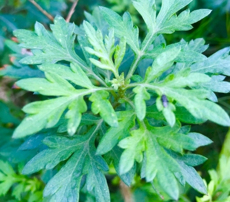 艾草保養品推薦