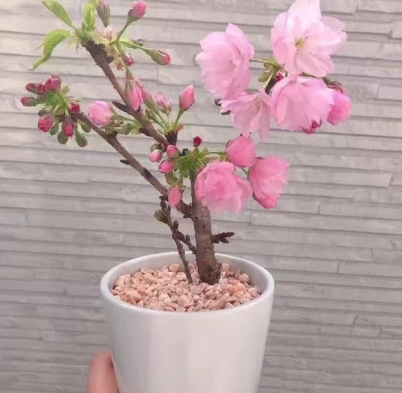 櫻花種子破殼 櫻花種子破殼