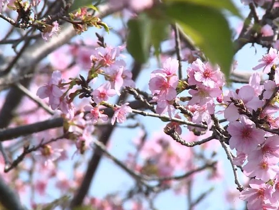 香水櫻花照顧