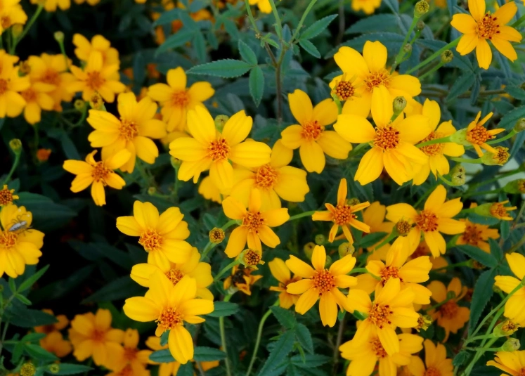 芳香萬壽菊軟掉原因