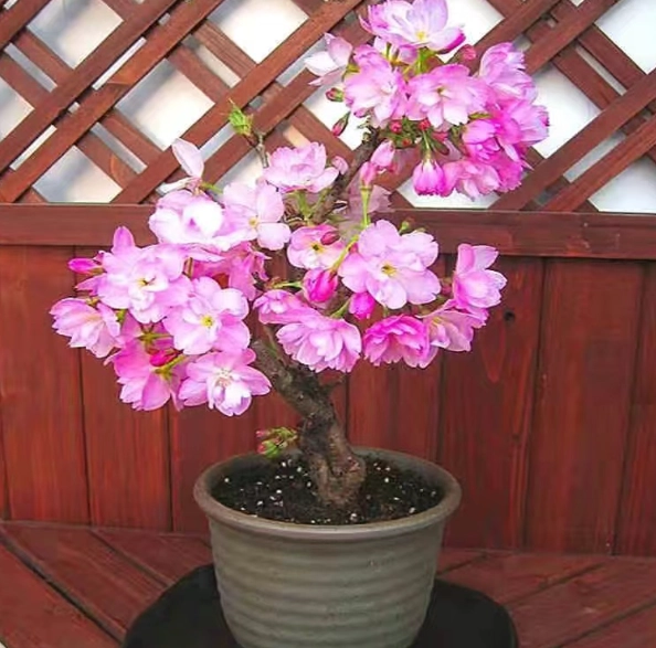 櫻花種子發芽 櫻花種子發芽
