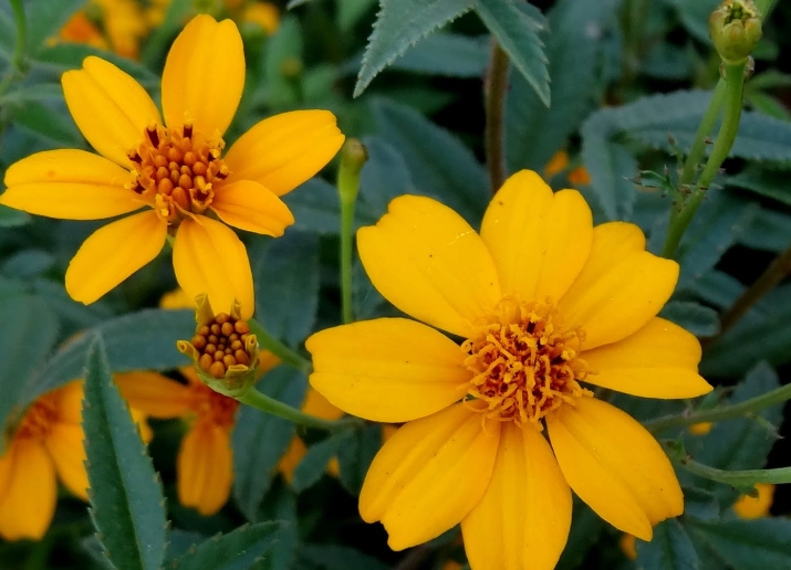 芳香萬壽菊軟掉原因