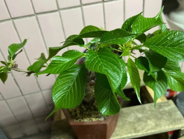 櫻花播種方法 櫻花播種方法