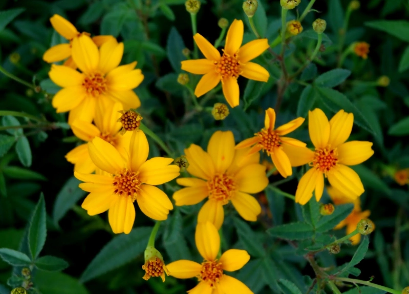 萬壽菊澆水技巧