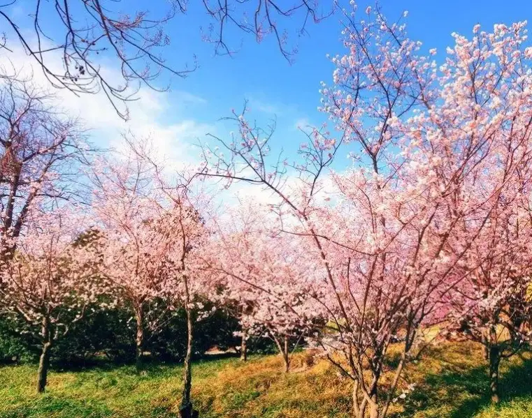 香水櫻花照顧