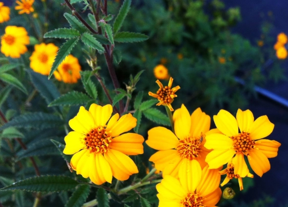 萬壽菊澆水技巧