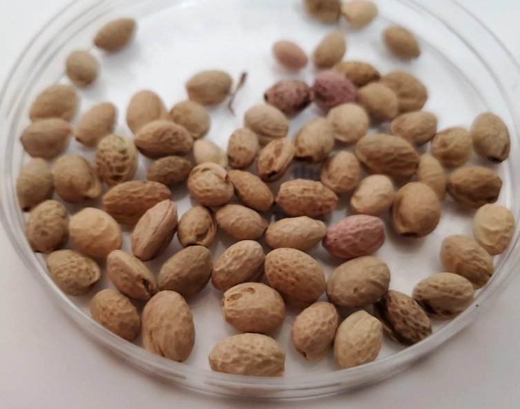 櫻花種子發芽 櫻花種子發芽