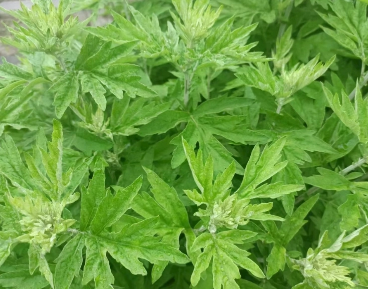 艾草止癢