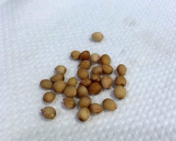 櫻花種子破殼 櫻花種子破殼
