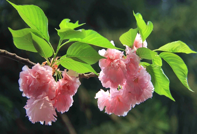 香水櫻花照顧
