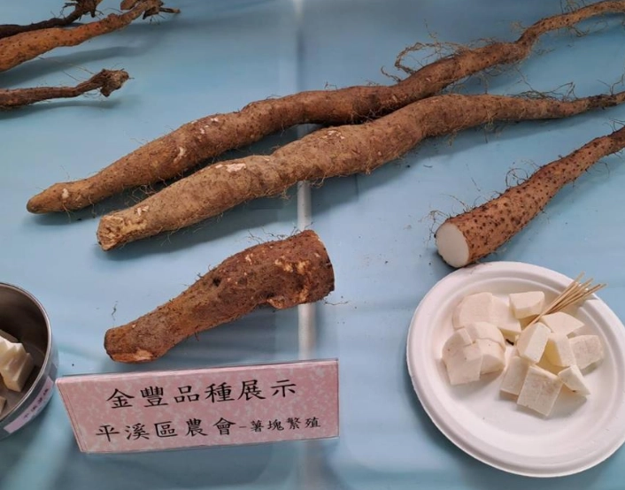 山藥種子發芽