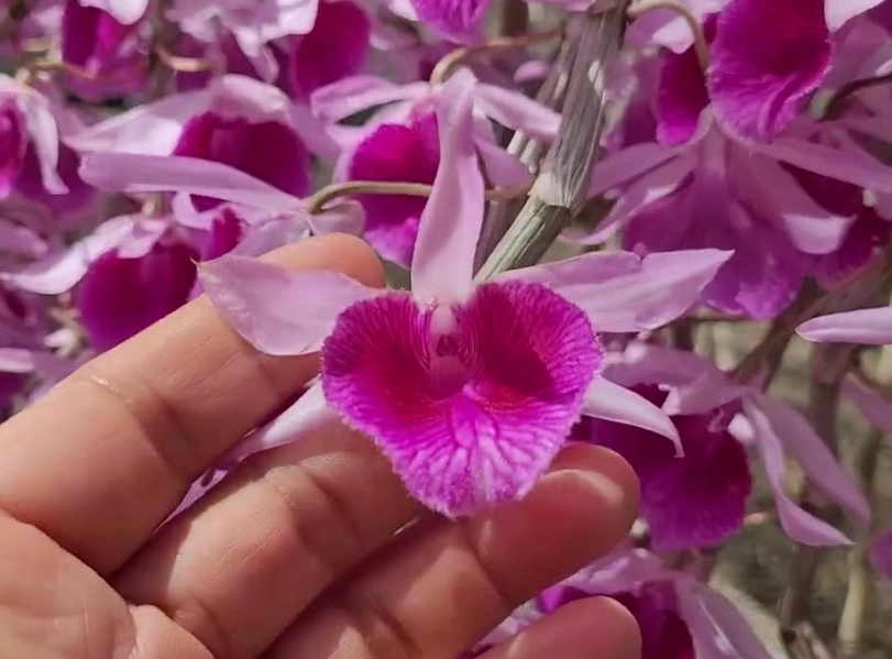 石斛蘭 光照 石斛蘭 光照