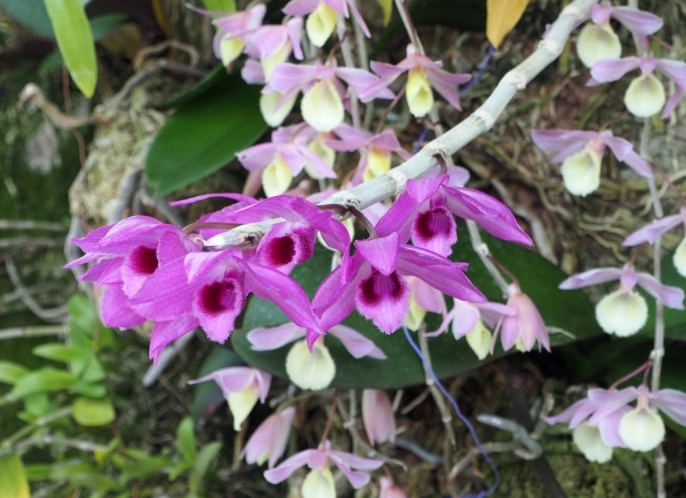石斛蘭開花後處理 石斛蘭開花後處理