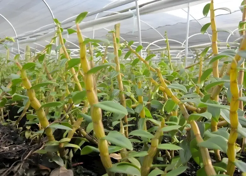 分株繁殖