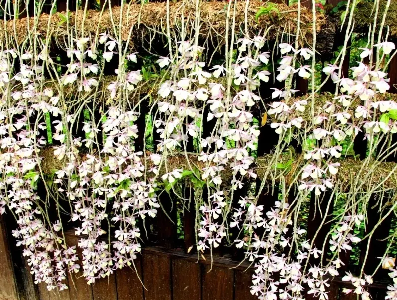 石斛蘭開花後修剪 石斛蘭開花後修剪