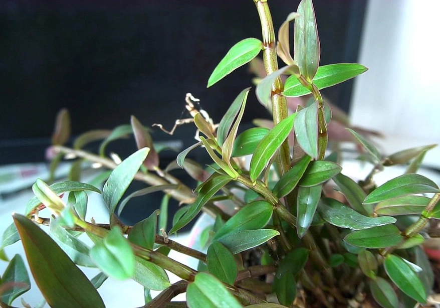 高芽繁殖