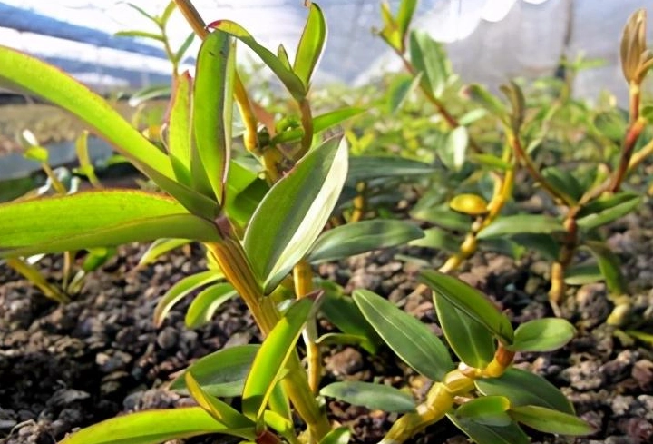 高芽繁殖
