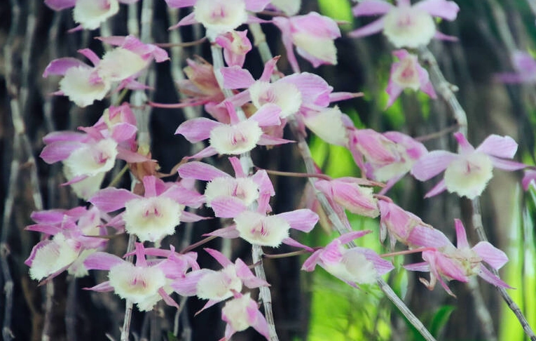 石斛蘭開花後處理 石斛蘭開花後處理