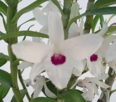 石斛蘭開花後照顧 石斛蘭開花後照顧