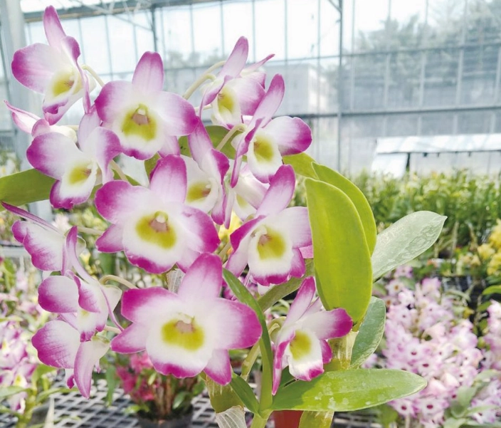 石斛蘭開花後照顧 石斛蘭開花後照顧