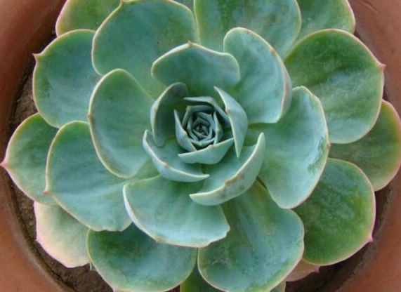 多肉植物辨識