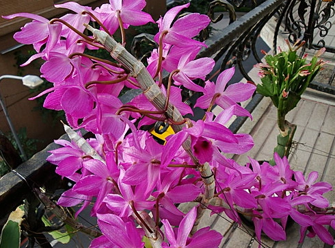 石斛蘭高芽後續養護