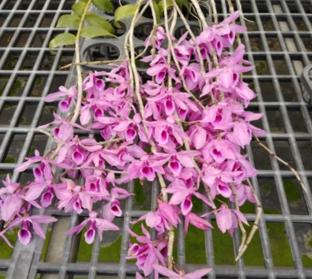 石斛蘭高芽繁殖時機