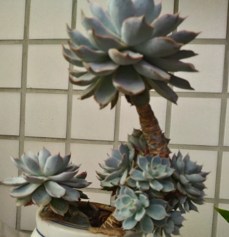 多肉植物 辦公室