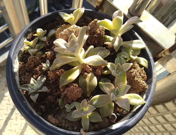 石蓮花 澆水