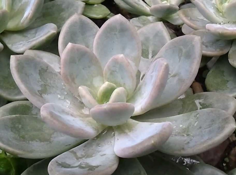 石蓮花品種