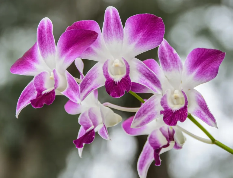 蘭花板植