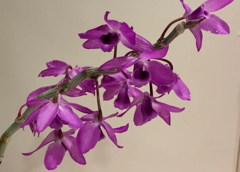 陽台蘭花 陽台蘭花