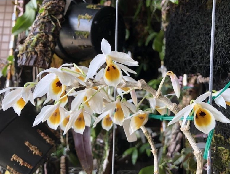 春石斛高芽繁殖 春石斛高芽繁殖