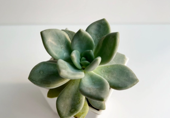 多肉植物辨識