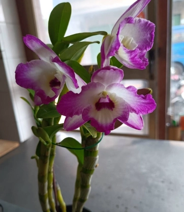 春石斛高芽分株 春石斛高芽分株