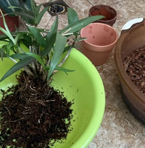 蘭花換盆方法