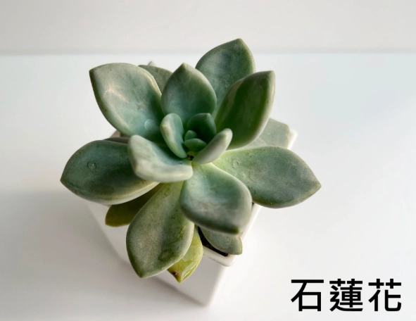 石蓮花展覽