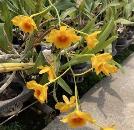 石斛蘭 不開花 處理