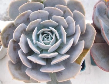 植物科展