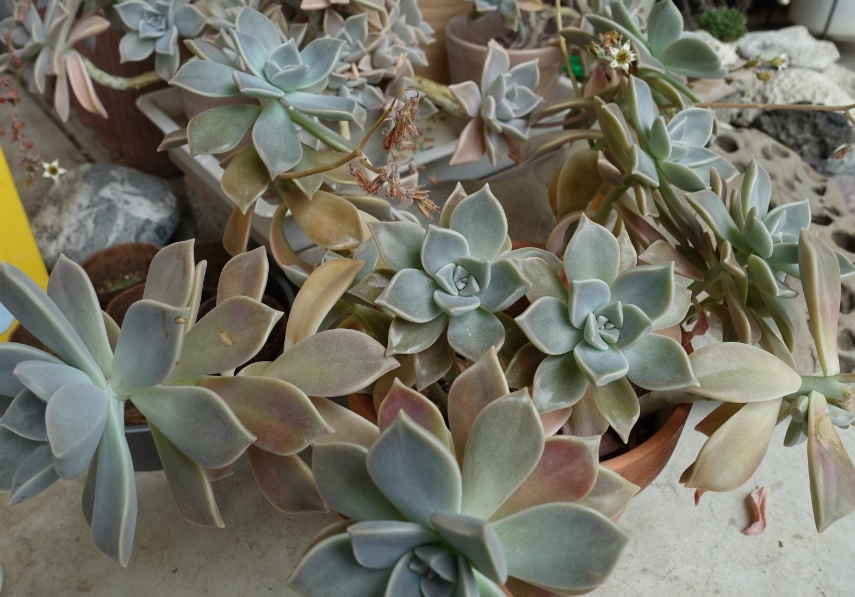 石蓮花展覽