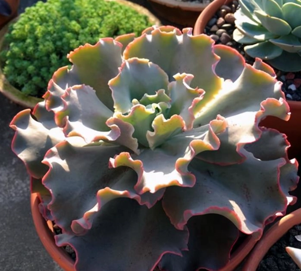植物科展