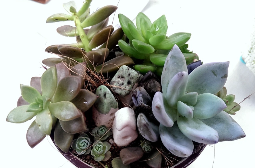 植物科展