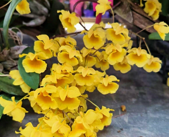 石斛蘭 不開花 處理